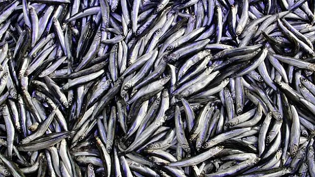 Hamsi ihracatı yüzde 23 artışla kapattı