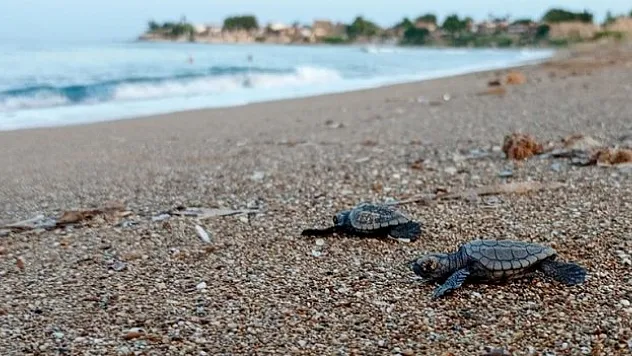 14 bin 807 yavru deniz kaplumbağası denize ulaştı