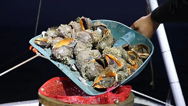 Deniz salyangozu en çok Güney Kore'ye satıldı