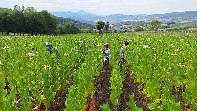 Bafra Ovası'nda tütün hasadı başladı