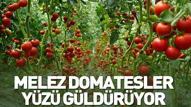 Melez domatesler, üreticilerin yüzünü güldürüyor
