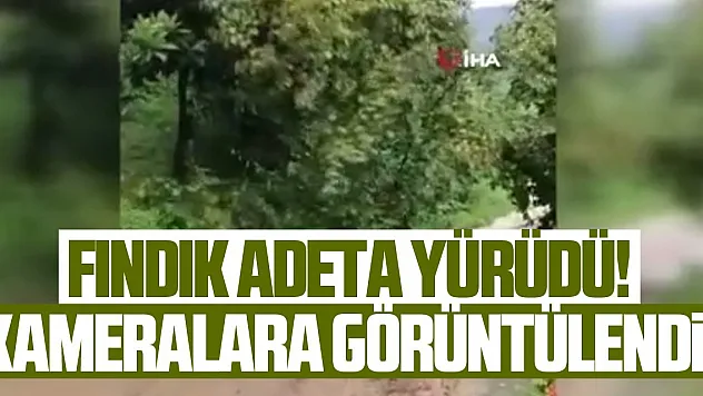 Fındık ağacı yolda kayıp gitti, görenler gözlerine inanamadı