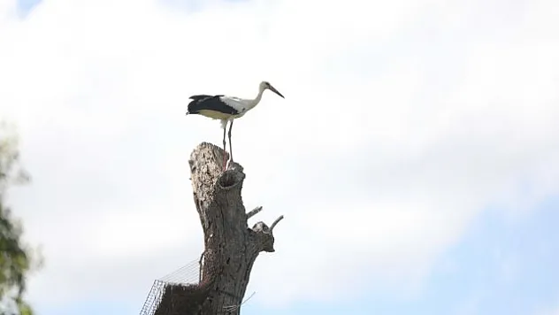 Yuva sayısında artış yaşandı