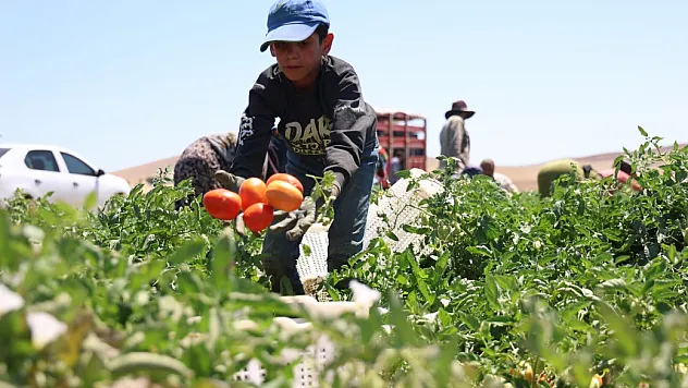 Sıcak altında ekmek mücadelesi