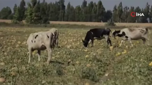 Toplanmayan binlerce kavun hayvanlara yem oldu