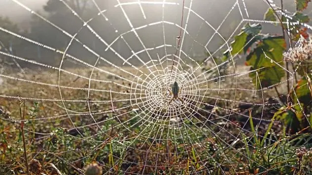 Boyundan büyük işler yapıyor