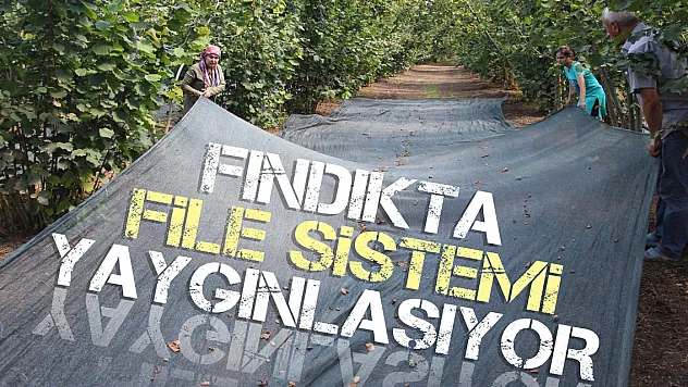 Fındıkta file sistemi yaygınlaşıyor