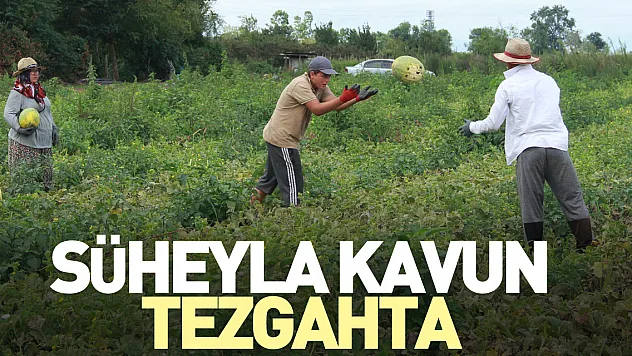 Süheyla kavun tezgahta