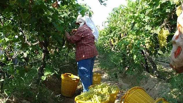 Sarıgöl'de üzüm hasadı sürüyor