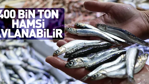 400 BİN TON HAMSİ AVLANABİLİR