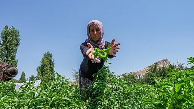 Çermik biberi, gurbetçiler için Avrupa yolcusu
