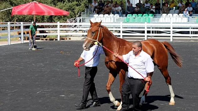 Arap taylarının satışından 20 milyon lira gelir elde edildi