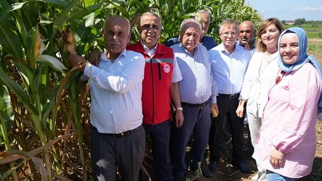 Bafra Ovası'nda silajlık mısır hasadı başladı