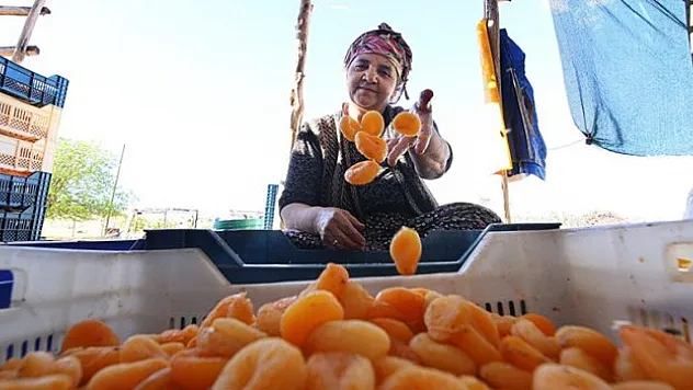 Hasadı biten kayısı 'patik'le işçisine kazandırıyor