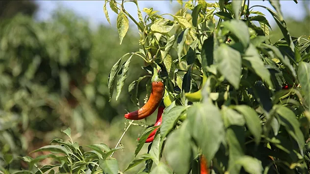 Coğrafi işaret tescilli Maraş biberinin hasadı başladı