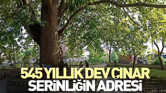 545 YILLIK DEV ÇINAR, SERİNLİĞİN ADRESİ OLDU