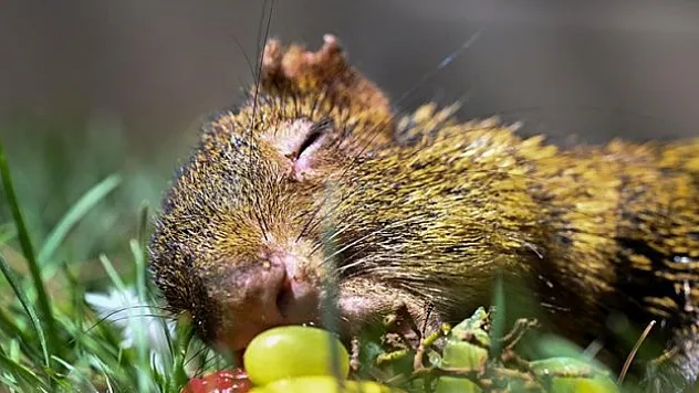 'Meksika agutisi'ne özel bakım
