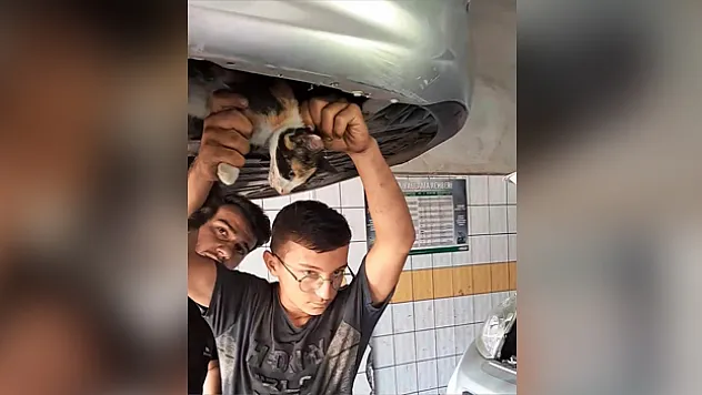 OTOMOBİLİN MOTORUNA KEDİ SIKIŞTI