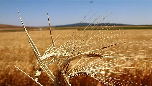 Çiftçilere bu yıl ödenecek bitkisel üretim destekleri belli oldu
