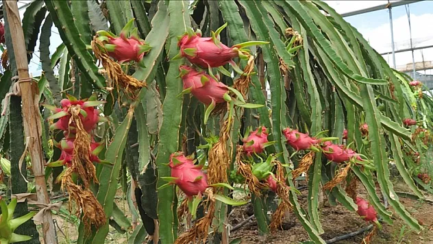 Mersin'de örtü altında ejder meyvesi hasadı başladı