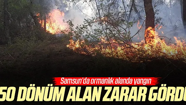 50 dönüm alan zarar gördü