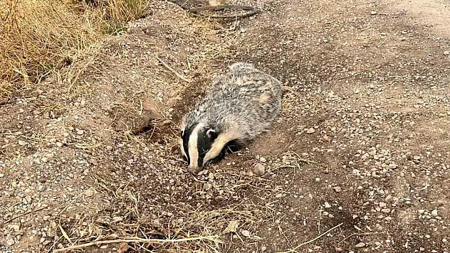 Bal porsuğu yaralı halde bulundu