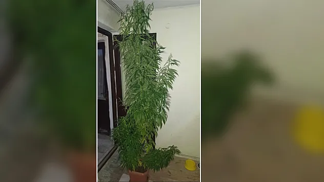 Evindeki saksıda kenevir yetiştiren şahıs yakalandı
