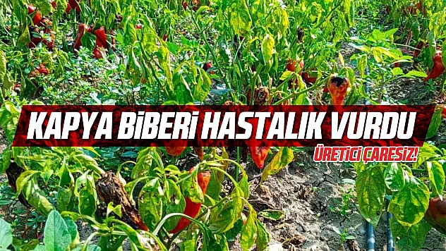 Kapya biberi hastalık vurdu