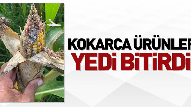 Kokarca ürünleri yedi bitirdi!