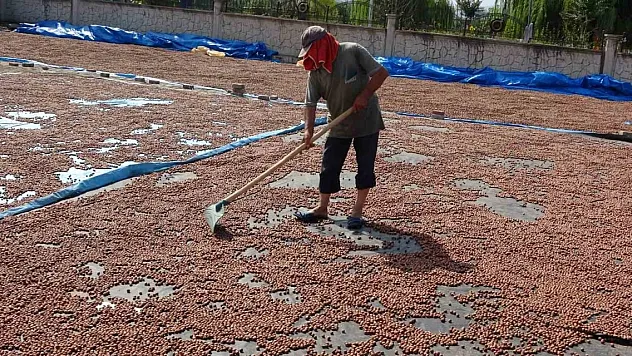 Fındık kurutma mesaisi