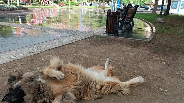 İlginç şekilde uyuyan köpek dikkat çekti