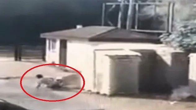 Köpeğin saldırma anı kamerada