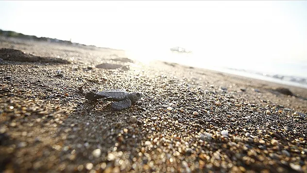 Belek ve Kızılot sahillerindeki caretta caretta yuva sayısı 6 bine ulaştı