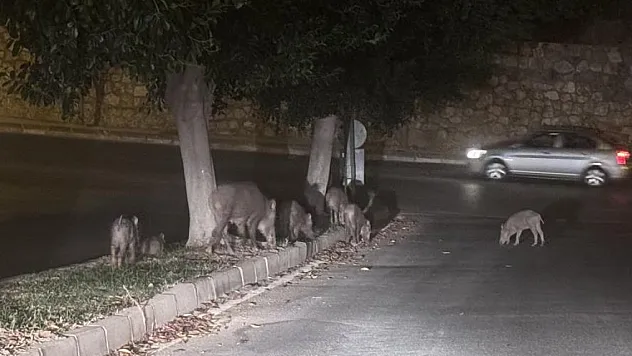 Aç kalan domuzlar şehre indi