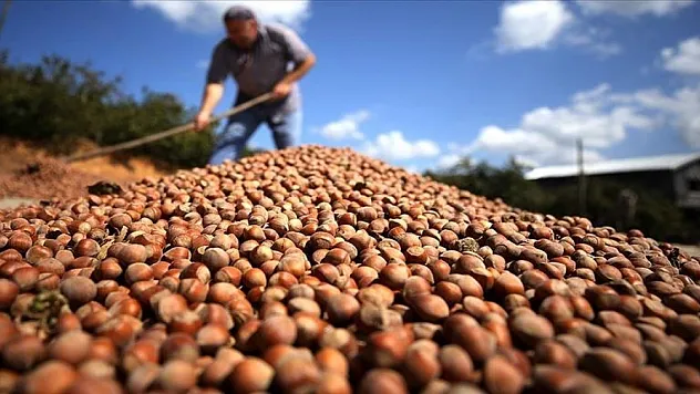 Türk fındığı  124 ülkede alıcı buldu
