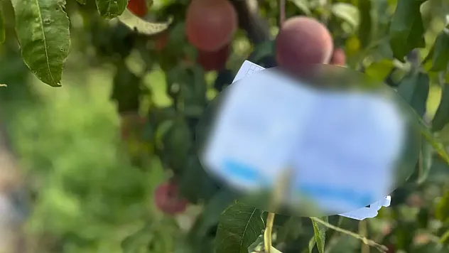 Şeftali ağacındaki not duygulandırdı