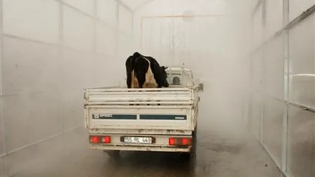 Çarşamba'da Hayvan Pazarında Dezenfeksiyon Sistemi