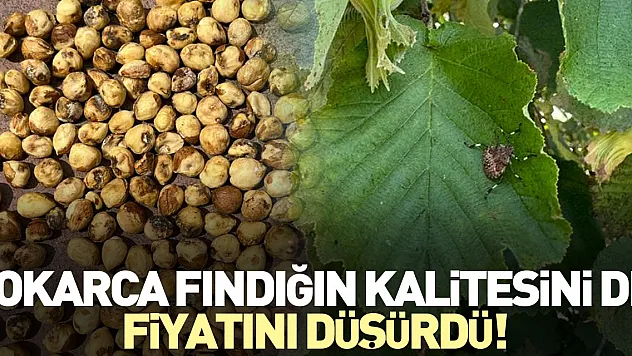 Kokarca Fındığın Kalitesini de, Fiyatını Düşürdü!