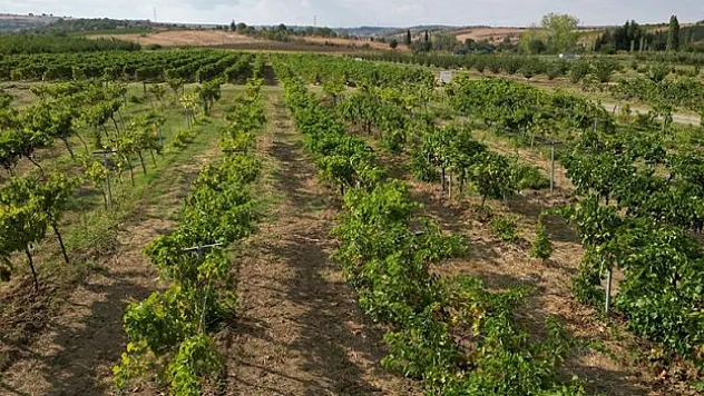 Hobi bahçelerine büyük ilgi