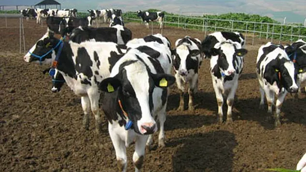 Hayvan hareketlerine yeni yasa!!!