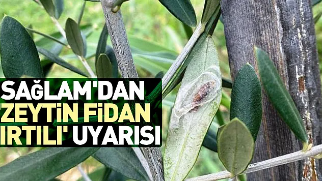 Sağlam'dan 'zeytin fidan tırtılı' uyarısı
