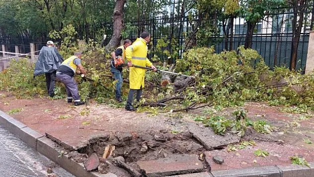 Kökünden kırılan ağaç, kaldırıma yıkıldı