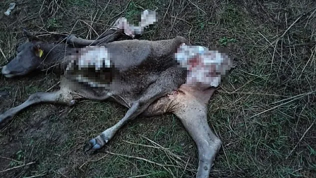 Büyük ve küçükbaş hayvanlar telef oldu