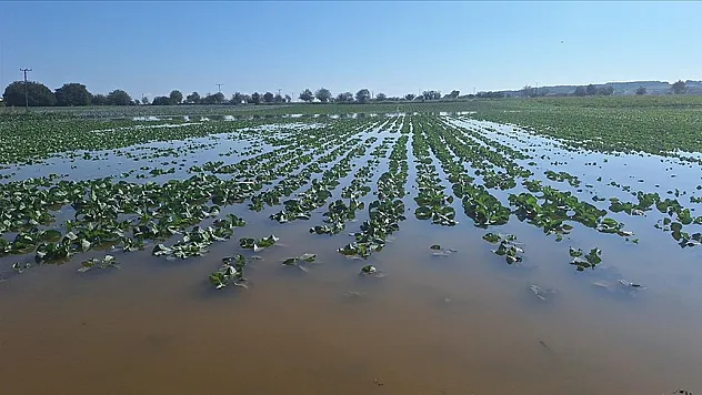 Bafra Ovası'nda tarım arazileri aşırı yağıştan zarar gördü