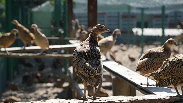 270 bin sülün doğaya bırakıldı