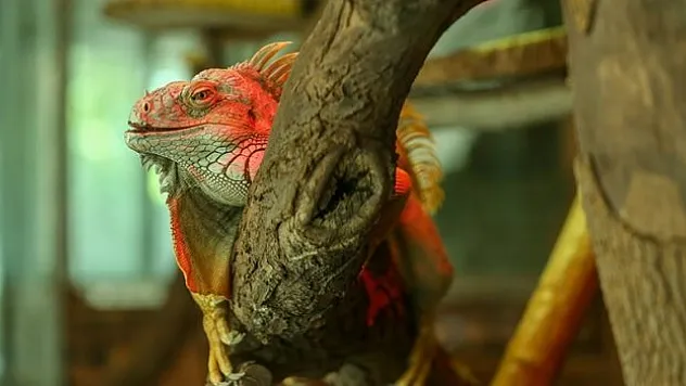 İguana ailesi 5 yılda 127 bireye ulaştı