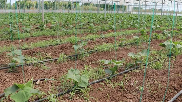 20 bin ton sebze üretiliyor