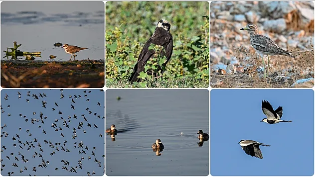Gaziantep'te kuş çeşitliliğinde sonbahar yoğunluğu