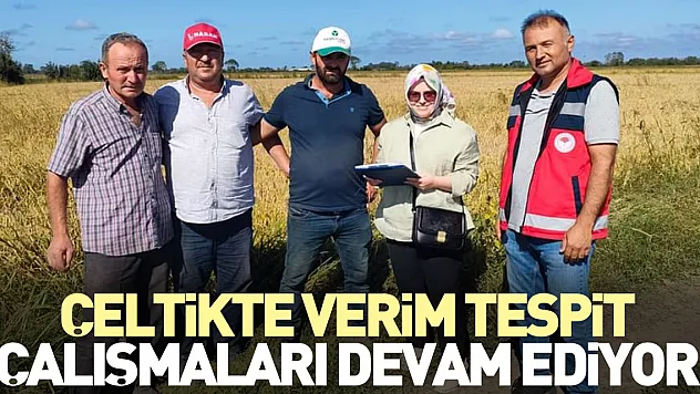 ÇELTİKTE VERİM TESPİT ÇALIŞMALARI DEVAM EDİYOR