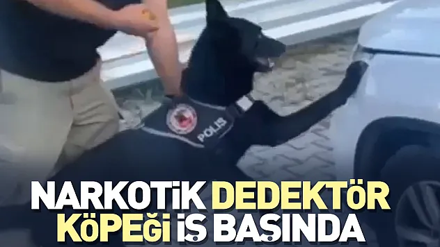 Narkotik dedektör köpeği iş başında